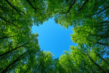 Upward View of Trees in a Forest