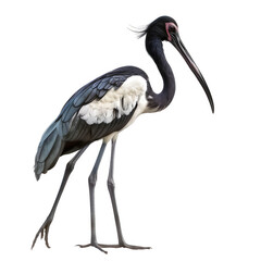 Obraz premium Black-necked stork standing on a transparent background, showcasing its distinctive features and elegant posture in a high-resolution, isolated side view