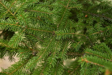 Christmas tree branches texture close up, Christmas concept, Christmas branch tree evergreen close...