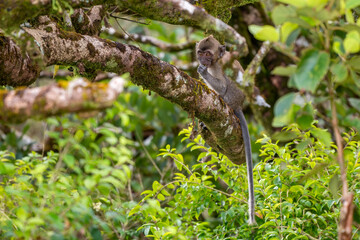 Long-tailed Macaque - Macaca fascicularis, common monkey from Southeast Asia forests, woodlands and gardens, Mauritius island.
