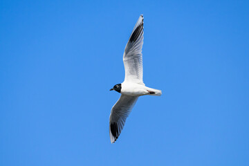 ズグロカモメ夏羽の飛翔
