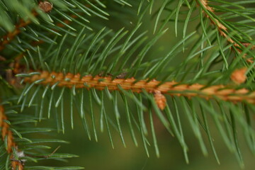 Green branches of a Christmas tree close-up, needles of an evergreen tree close-up 
