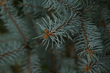 blue Christmas tree branches texture close up, macro green branch Christmas concept, macro blue...