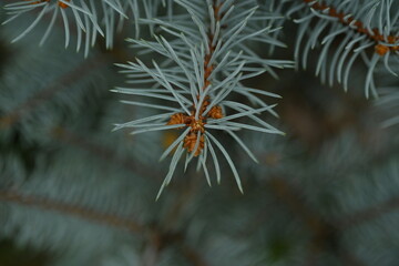 blue Christmas tree branches texture close up, macro green branch Christmas concept, macro blue...