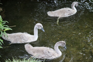 Swans in Dublin