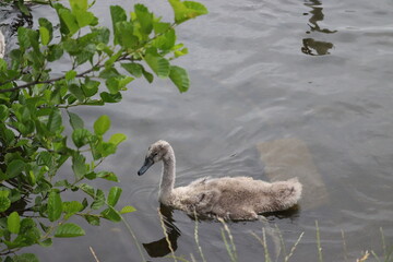 Swans in Dublin
