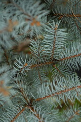 blue Christmas tree branches texture close up, macro  green branch Christmas concept, macro blue Christmas branch tree evergreen close up