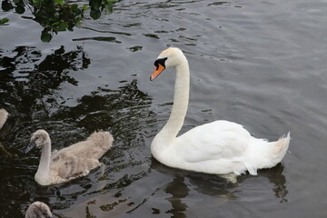 Swans in Dublin