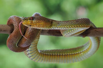 Potrait Manggrove pit viper closeup head on branch ready to attack, Trimeresurus purpureomaculatus, 19 September 2024 Indonesia
