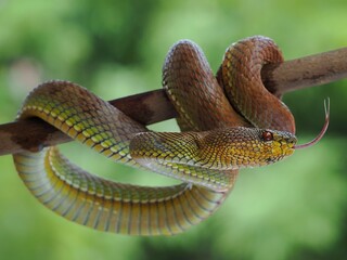 Potrait Manggrove pit viper closeup head on branch ready to attack, Trimeresurus purpureomaculatus, 19 September 2024 Indonesia