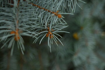 blue Christmas tree branches texture close up, macro  green branch Christmas concept, macro blue...