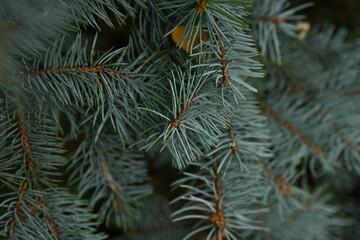blue Christmas tree branches texture close up, macro  green branch Christmas concept, macro blue...