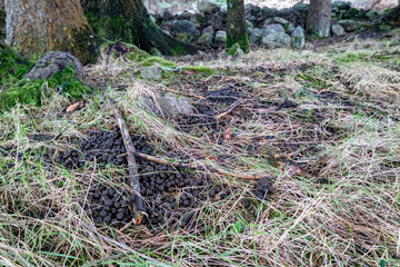 Hare droppings, bay leaves in the grass