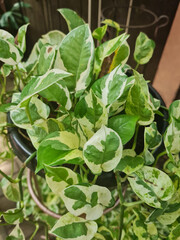 Epipremnum Aureum N'Joy in the garden. Also called Pothos N'joy, Golden Pothos or Sirih Gading Njoy. It is a tropical ornamental plant and variety of the Ivory Betel plant from the Araceae family.