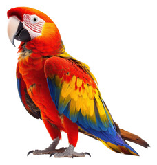 Obraz premium PNG Macaw shines against a white background