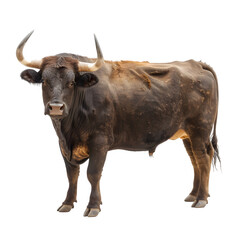 Magnificent brown bull with big curved horns stands proudly against a clear background. Its strong body and focused stare demand notice
