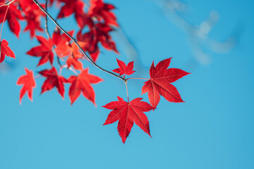 Red maple leaves against a clear blue sky, natural scenery with bright colors, captured with a telephoto lens in natural sunlight