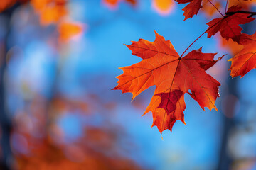 Red maple leaves in autumn, blurred background of red foliage against the blue sky, close-up of bright, colorful fall colors
