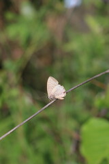 butterfly on a leaf