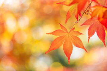 Fototapeta premium Red maple leaves in autumn, blurred background of red foliage against the blue sky, close-up of bright, colorful fall colors