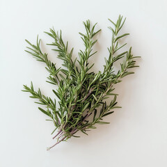 Fototapeta premium rosemary