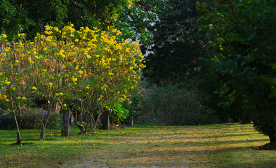 Obraz premium Beautiful space or wide pathway in the garden with yellow flowers on the tree and natural sunlight in the morning from right side, landscape image with space.