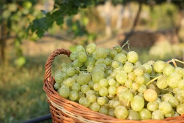 Ripe grapes in wicker basket outdoors, closeup