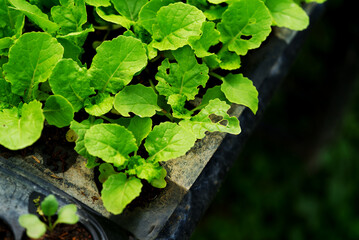 Close up organic nursery plants or vegetables in tray pots before planting in the farm, landscape image with space for copy.