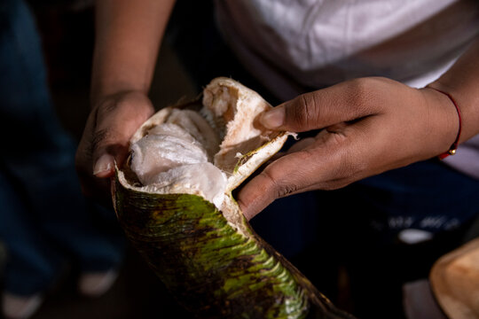 Manos abriendo y sacando Guaba, fruto del Valle del Cauca Colombia, mercado de frutos