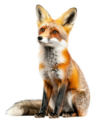 Obraz premium PNG Curious fox rests on a white backdrop