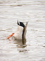 Pato escondiendo la cabeza