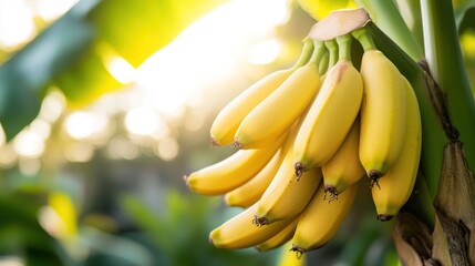 bananas on the tree