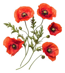 Fototapeta premium PNG Bright red poppies arranged with green leaves