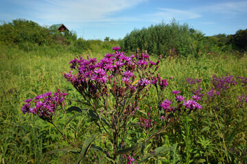 Closeup purple flower in a meadow © John Wijsman