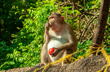 The pregnant monkey eats fruits and vegetables. Rainforest of India, wild animals.
