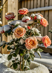 Fototapeta premium bouquet of flowersrose, bouquet, flower, roses, pink, flowers, nature, love, wedding, bunch, floral, bloom, petal, gift, isolated, blossom, beauty, plant, beautiful, leaf, romance, anniversary, bridal