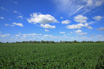 Landscape containing a soybean field, trees and sky