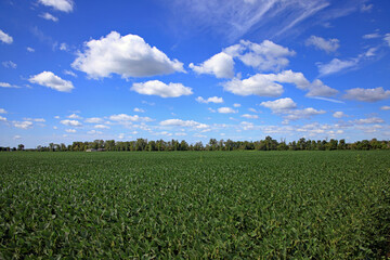 Fototapeta premium Landscape containing a soybean field, trees and sky