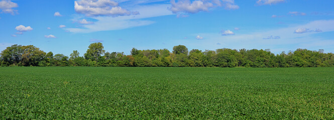 Fototapeta premium Landscape containing a soybean field, trees and sky