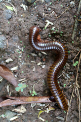Millipede animals with shiny body colors are on dry land