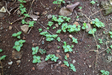 Several shoots of plants with fresh green leaves on dark brown soil
