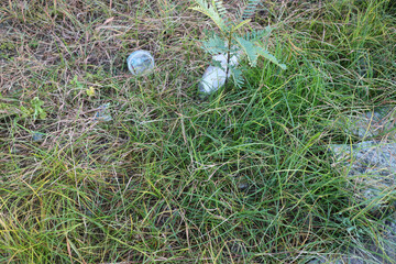 Long green grass with some dry and some trash, photographed during the day