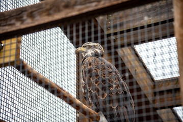 Rescued Bald Eagle endures the gloom of early Pennsylvania spring.