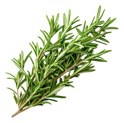 Fototapeta premium PNG Fresh green rosemary sprig on white background