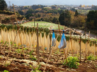 山麓の干し大根