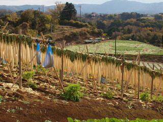 山麓の干し大根