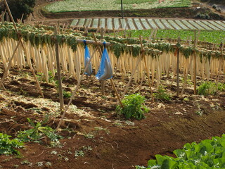 山麓の干し大根