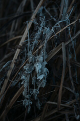 the plant froze in winter