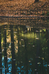 fallen leaves from trees float in the lake
