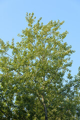 Tree with green leaves against blue sky
